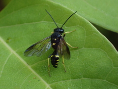 Bareogonalos canadensis