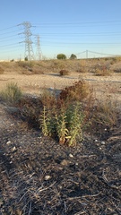 Penstemon spectabilis