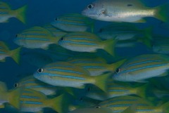 Lutjanus kasmira