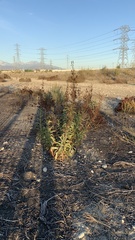 Penstemon spectabilis
