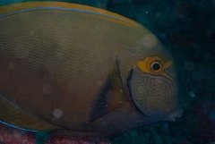 Acanthurus dussumieri