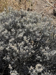 Tetradymia canescens