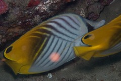 Chaetodon auriga