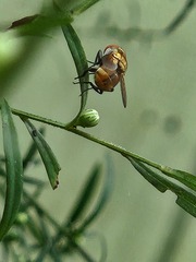 Gymnoclytia