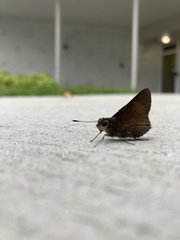 Asbolis capucinus