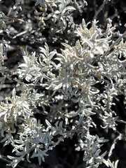 Tetradymia canescens