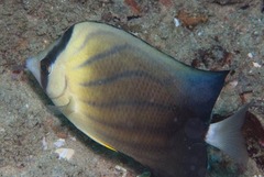 Chaetodon blackburnii