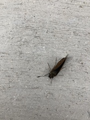 Asbolis capucinus