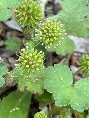 Hydrocotyle laxiflora