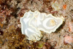 Glossodoris pallida
