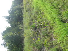 Echinacea paradoxa paradoxa