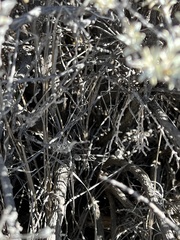 Tetradymia canescens