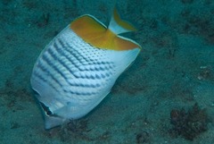 Chaetodon madagaskariensis