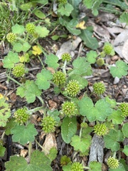 Hydrocotyle laxiflora