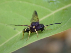 Bareogonalos canadensis