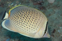Chaetodon guttatissimus