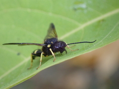 Bareogonalos canadensis
