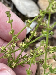 Galium gaudichaudii gaudichaudii