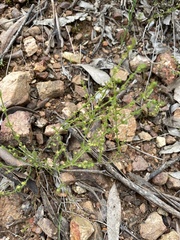 Galium gaudichaudii gaudichaudii
