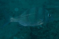 Lethrinidae