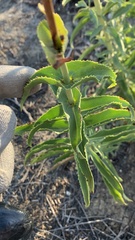 Penstemon spectabilis