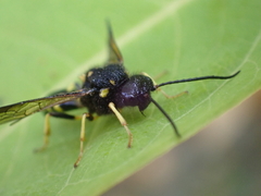 Bareogonalos canadensis