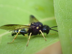 Bareogonalos canadensis