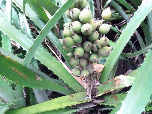 piñuela