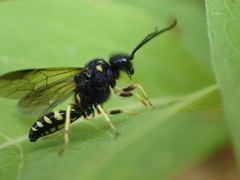 Bareogonalos canadensis