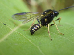 Bareogonalos canadensis