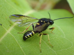 Bareogonalos canadensis