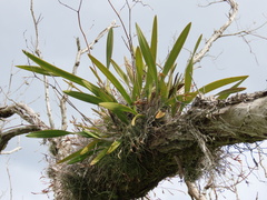 Encyclia tampensis