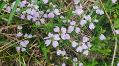 Rostellularia adscendens