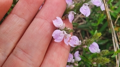 Rostellularia adscendens