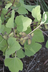 Xanthium orientale