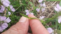 Rostellularia adscendens
