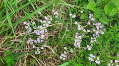 Rostellularia adscendens