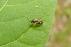 Plagiognathus obscurus