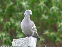 Patagioenas maculosa