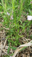 Rostellularia adscendens