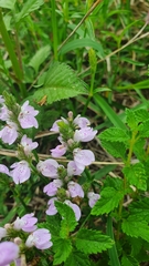 Rostellularia adscendens
