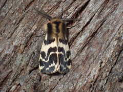Ardices curvata