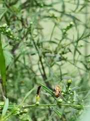 Gymnoclytia