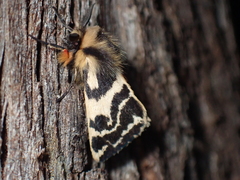 Ardices curvata