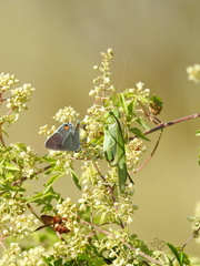 Cerceris bicornuta
