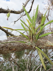Encyclia tampensis