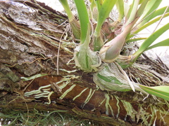 Encyclia tampensis