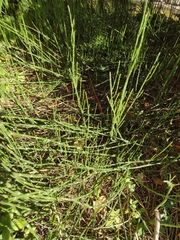 Equisetum ramosissimum