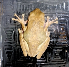 Boana platanera