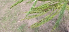 Cryptomeria